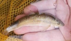 Campostoma anomalum