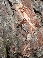 Myrmica rubra