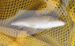 Campostoma anomalum