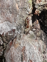 Myrmica rubra