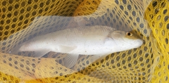 Campostoma anomalum