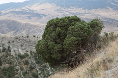 Juniperus polycarpos