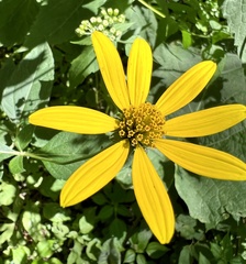 Helianthus pauciflorus
