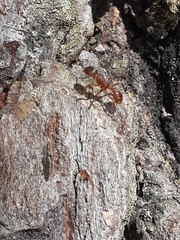Myrmica rubra
