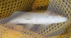 Campostoma anomalum