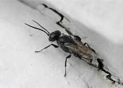 Astata