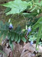 Campanula divaricata