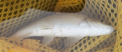Campostoma anomalum