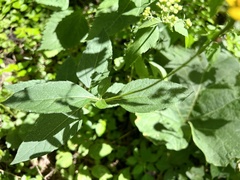 Helianthus pauciflorus