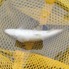 Campostoma anomalum