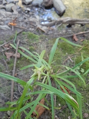Carex grayi