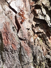 Myrmica rubra