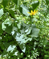 Helianthus pauciflorus