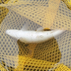 Campostoma anomalum