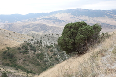 Juniperus polycarpos