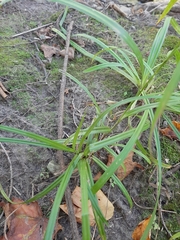 Carex grayi