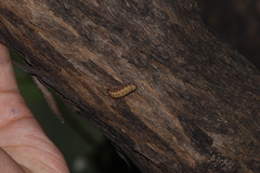 Coleoptera