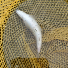 Campostoma anomalum