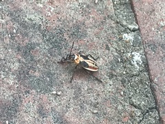 Xanthochilus saturnius