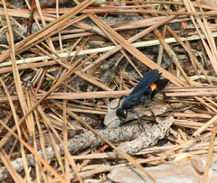 Psorthaspis brimleyi