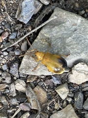 Monocesta coryli