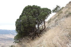 Juniperus polycarpos