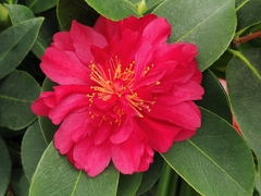 Camellia sasanqua