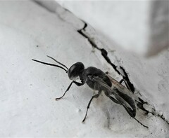 Astata