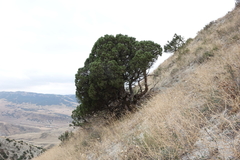 Juniperus polycarpos