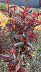 Photinia × fraseri