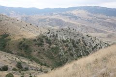 Juniperus polycarpos