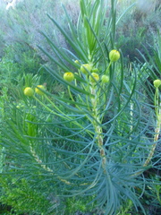 Euryops linifolius