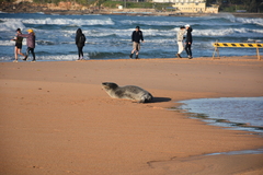 Hydrurga leptonyx