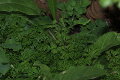 Apiales
