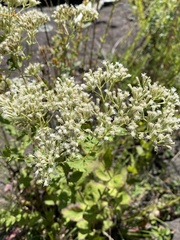 Eupatorium pubescens