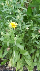 Calendula arvensis