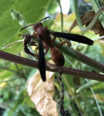 Polistes rubiginosus