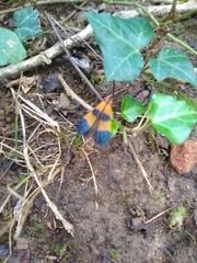 Calopteron terminale