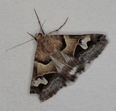 Drasteria pallescens