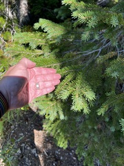 Picea engelmannii