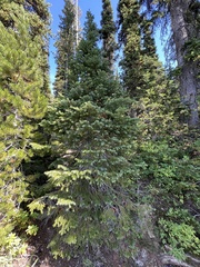 Picea engelmannii