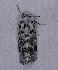 Bryolymnia viridata