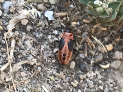 Lygaeus kalmii