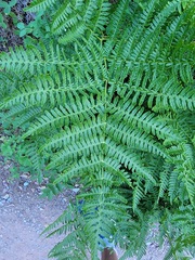 Pteridium aquilinum pubescens
