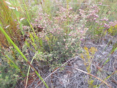 Erica radicans