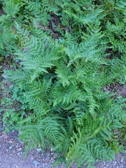 Pteridium aquilinum pubescens