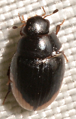 Cercyon praetextatus