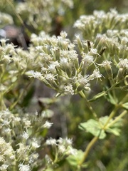 Eupatorium pubescens