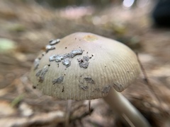Amanita ceciliae