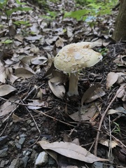 Amidella